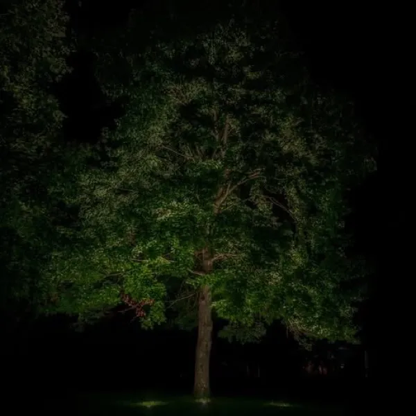 A large tree uplit at night on a dark lawn